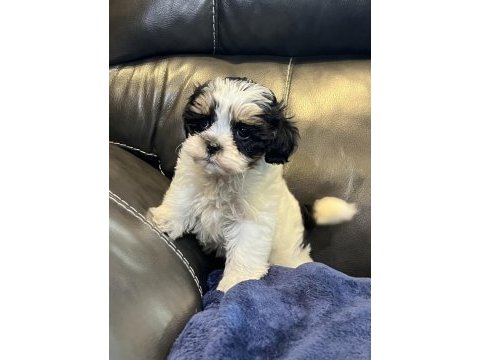 Mükemmel kalite shih tzu uygun isteyene