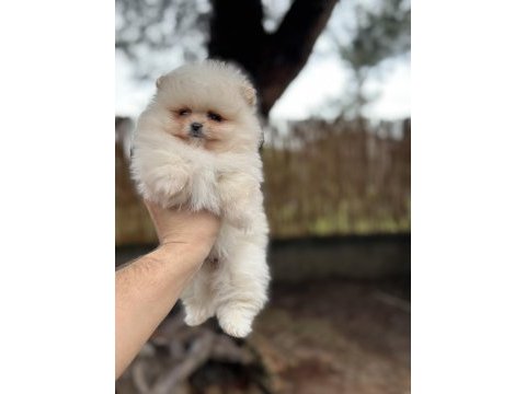 Sağlık ve ırk garantili pomeranian boo yavrularımız