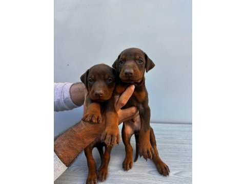 Orjinal doberman yavrular