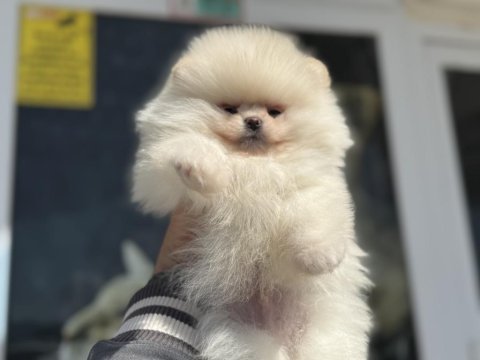 Petmode köpek çiftliğinden teddy face pomeranian