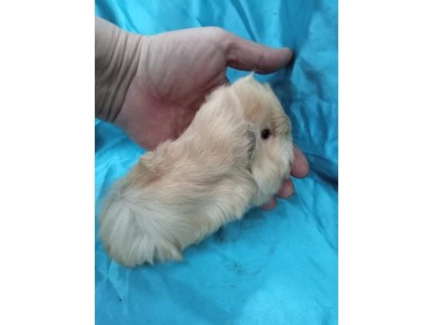 Yeni guinea pig yavrularımızı görmeden karar vermeyin