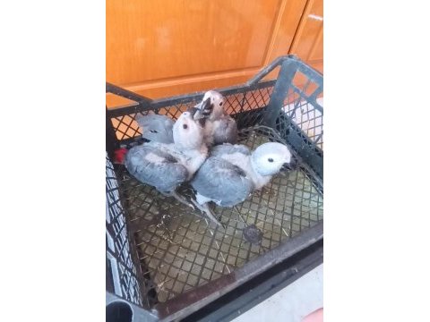 Jako papağanı yavrularımız yeni ailelerine gitmeye hazır
