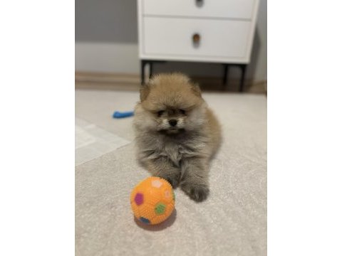 2 aylık pomeranian boo yavru erkek