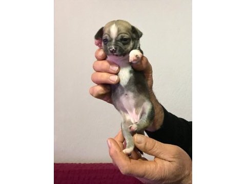 Mükemmel bebeklerimiz chihuahua