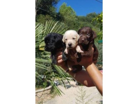 Irk ve sağlık garantili labrador yavrular | tacedpet