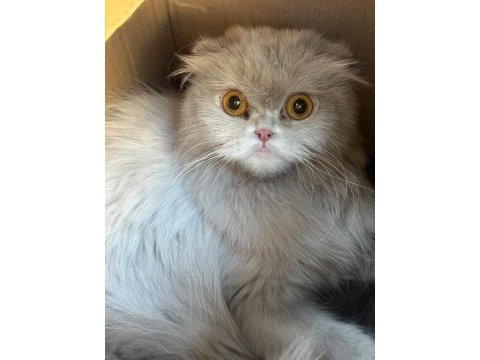 Scottish fold ve british shorthair