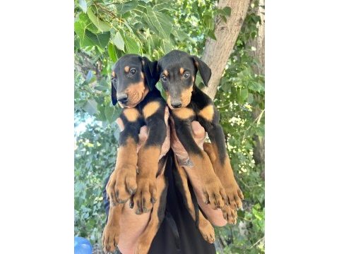 Doberman yavrularımız bursa türkiye tüm iller