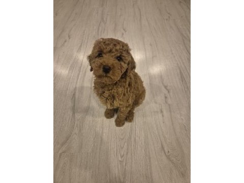 Sakarya baby face dişi bebek poodle