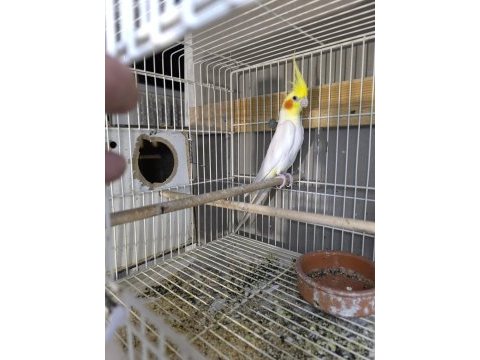 Albinodan gelme lutino kırmızı göz erkek sultan papağanı