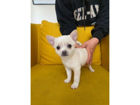 Gri özel renk mini boy elma kafa chihuahualar
