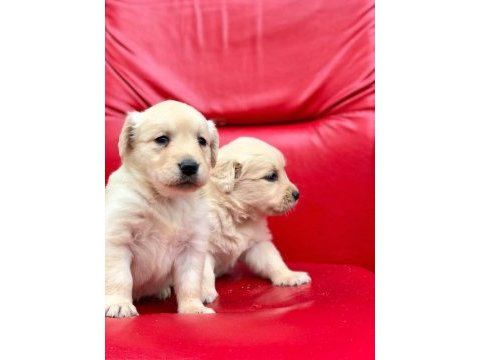 Golden retriever yavrularımız