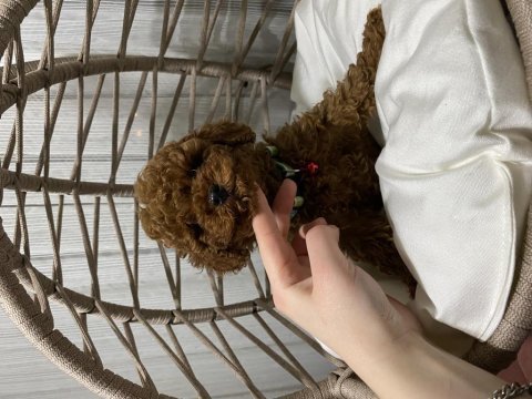 Erkek aşılı karneli toy poodle bebeğimiz