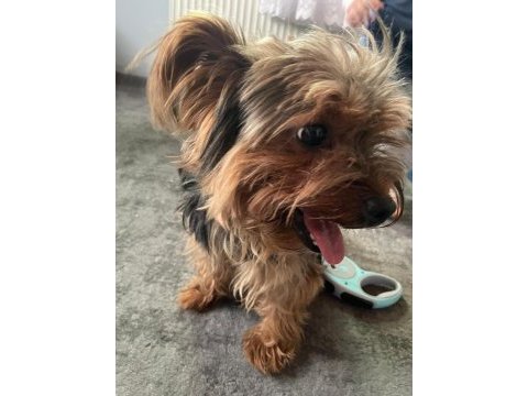 Yorkshire terrier pablo yuva arıyor