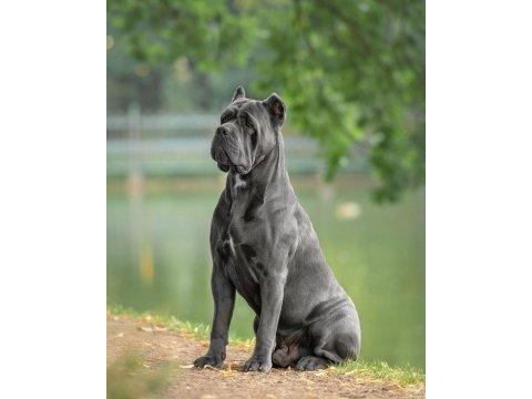 Gri ve siyahın en güzel tonu cane corso bebekler
