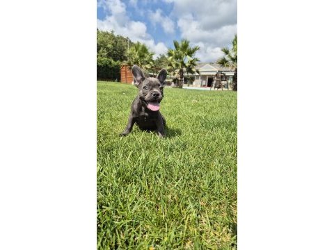 Blue french bulldog yavruları