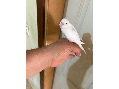 29 günlük konuşturmalık bebek muhabbet kuşu