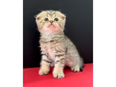 33 yıllık canpette scottish fold yavruları