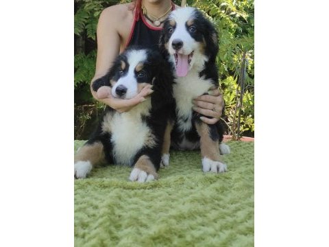 A kalite bernese mountain dog yavrular