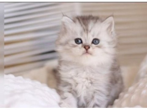 British longhair yavrularım sahiplerini bekliyor