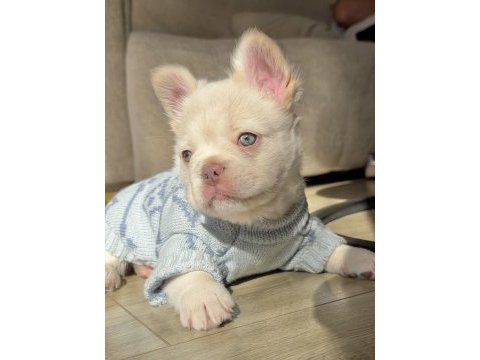Tr de tek orjinal fluffy french bulldog yavrular