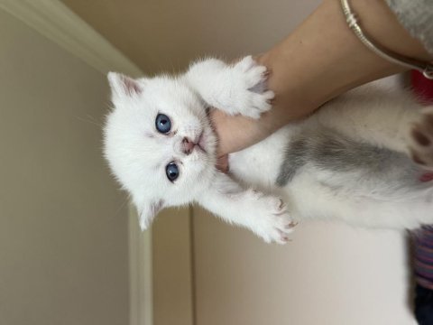 Erkek lynx point scottish fold yavrularım