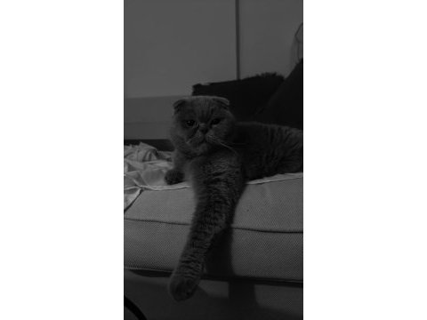 Lesley 6 yaşında dişi scottish fold ücretsiz