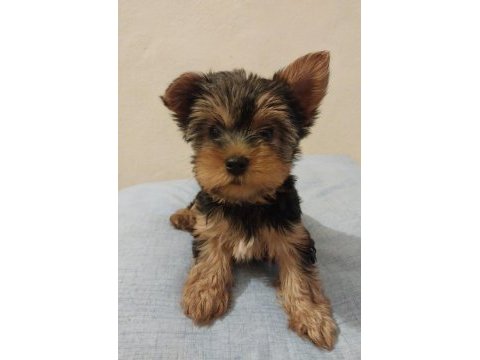 3 aylık yorkshire terrier