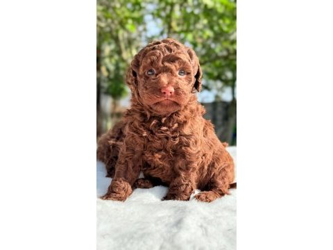 Chocolate toy poodle yavrular