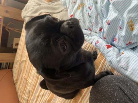 10 aylık tuvalet eğitimli siyah pug