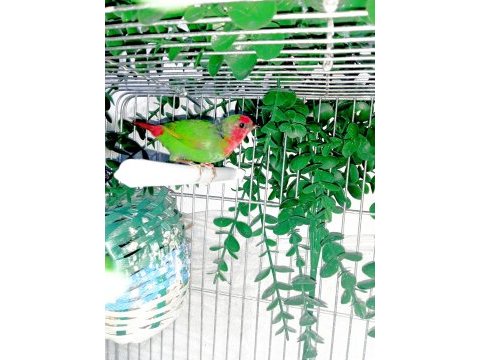 Üç aylık ağır parrot papağan ispinozu yavrusu