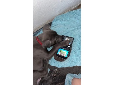 Cane corso yavrusu 2 aylık