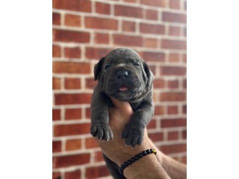 Dev cane corso yavrular