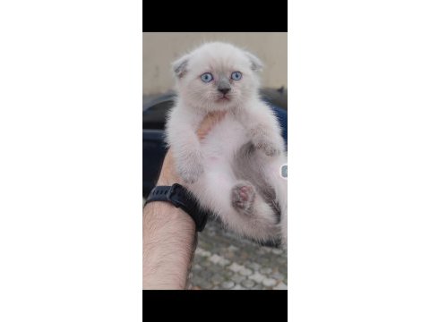 British shorthair kedisi