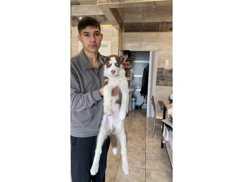 Husky sibirya kurdu