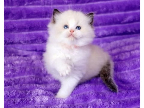 Bebek surat ragdoll güzeli