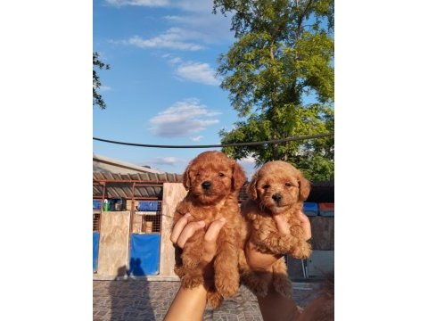 Toy poodle yavru isteyen aileler için
