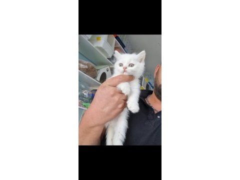 2 aylık dişi bebekler