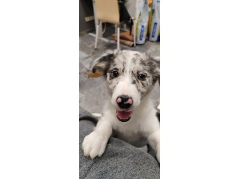 Fcı kıf şecereli evraklı blue merle dişi border collie