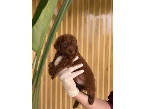 Referans yavru poodle