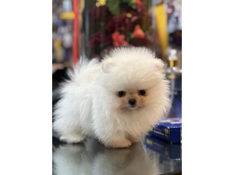 Yurtdışı pasaportlu pomeranian yavrular