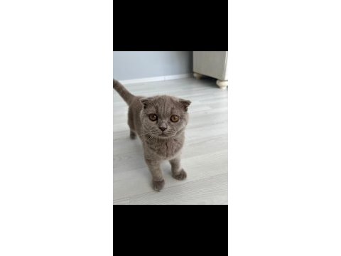 4 aylık safkan british kedimiz
