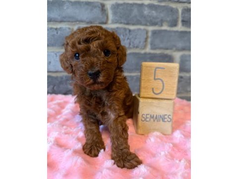 Wc eğitimli ev ortamına uygun poodle bebekler
