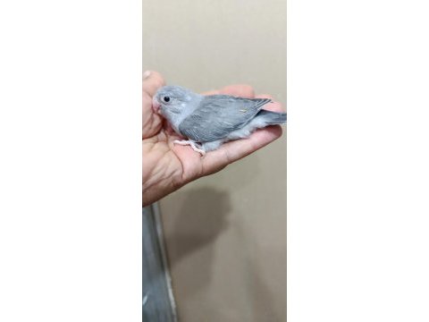 Siyah erkek forpus papağanı