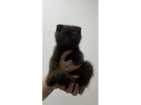Çikolata scottish fold erkek