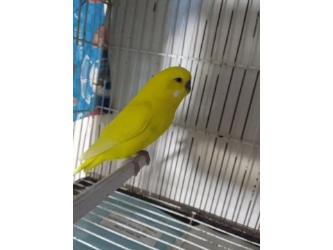 Muhabbet kuşu lutino