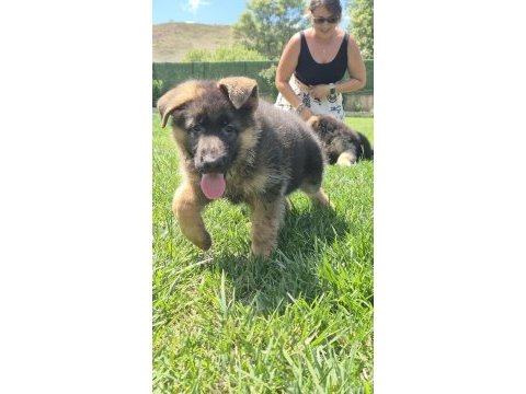 Şecereli alman çoban köpeği yavruları ıstanbul
