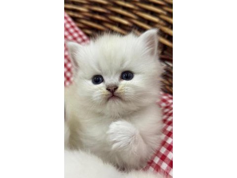 British longhair harika yavru