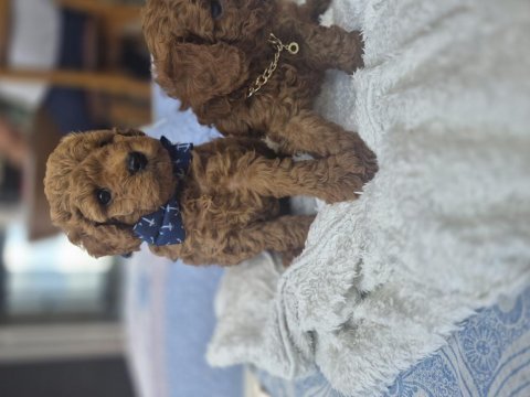 Toy poodle teslime hazır