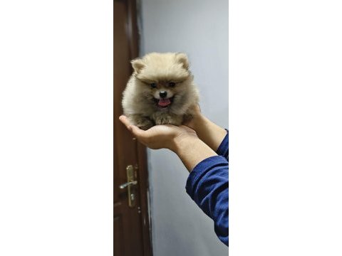 Pomeranian boo erkek ve dişi yavrularımız