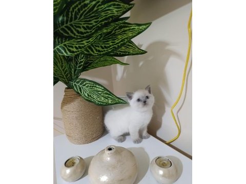 Koca kafa british shorthair yavrularımız